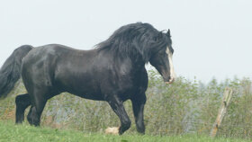 Welsh pony of cob type - připouštění - 3