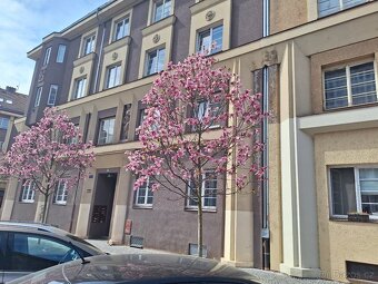Pronájem bytu 2+1(3+kk) 67 m² Mánesova, Hradec Králové - 3