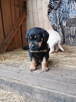 Štěňata labrador - 3