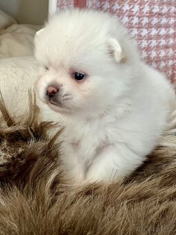 Štěňátka Pomeranian s PP (FCI) - 3