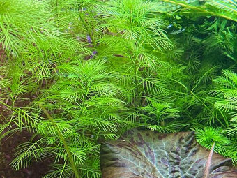 Akvarijní rostliny Mix - 3