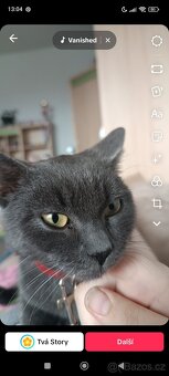 Britský modrý kocour Grey bez PP - 3