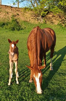Kobylka Paint horse - 3