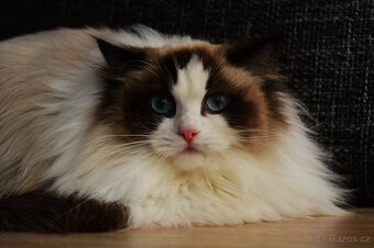 Dospělá kastrovaná kočička Ragdoll s Pp - 3