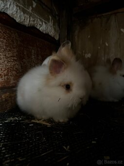 🐰Roztomilá zakrslá králíčata k odběru.🐰 - 3