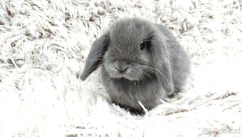 Zakrslý beránek, králíček, králík - KVIDO - 3