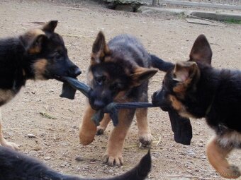 Německý ovčák - 3