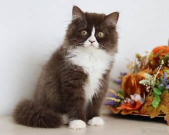 Britská dlouhosrstá koťátka s PP - 3