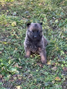 Belgický ovčák Malinois X německy ovčák - 3