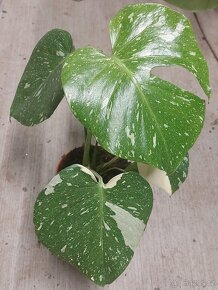 Monstera deliciosa 'Thai Constellation' - 3