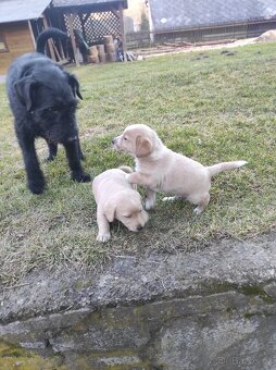 Prodej  štěňat - 3