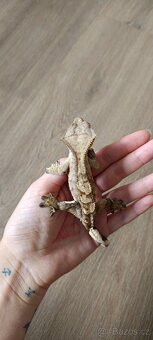 Pagekon řasnatý - mladý sameček (1) - 3