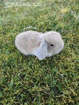 Zakrslý králíček beránek - 3