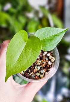 Anthurium delta force raritka - 3