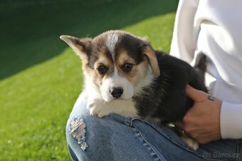 Welsh corgi pembroke s PP - 3