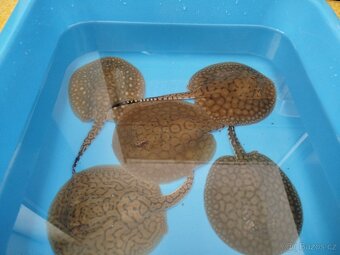 Potamotrygon scobina -rejnok - 3