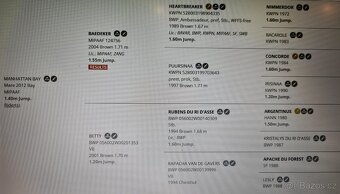 2 lety hřebec po Comme il faut - 3