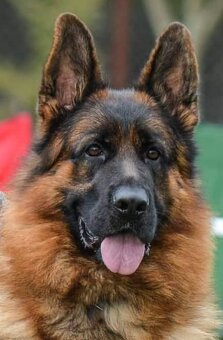 Německý ovčák štěňata - Rokycany - 3