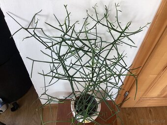 Euphorbia tirucalli - 3
