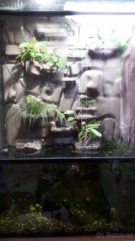 Paludarium - 3