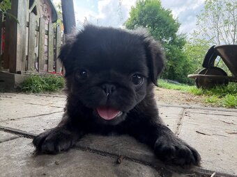 Mops bez pp - 3