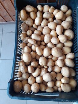 nové brambory, česnek - 3