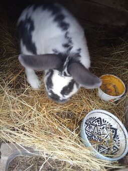 Králíci do chovu - 3