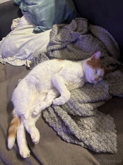 Daruji kočičku - 3