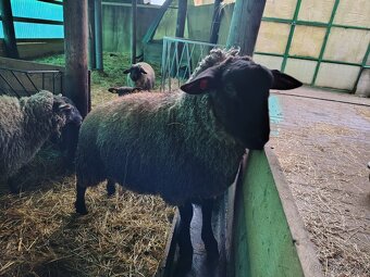 prodám berana Dorper, Suffolk - 3