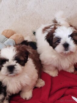 Shih-tzu s PP - šicu - 3