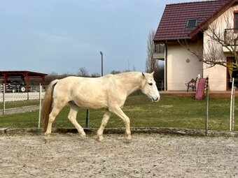Lusitano valach - 3