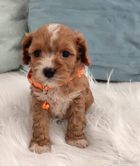 Cavapoo - 3