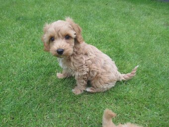 Maltipoo štěňátka - 3