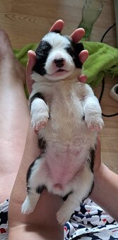 Welsh Corgi Cardigan - 3