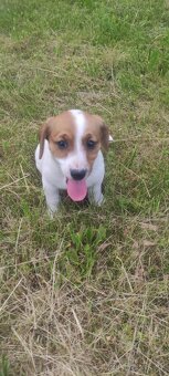 Jack Russell teriér - 3