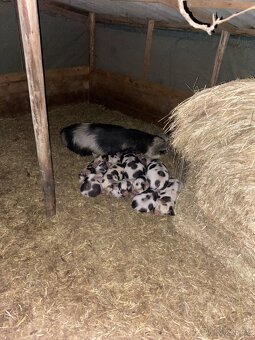 Kune Kune - 3