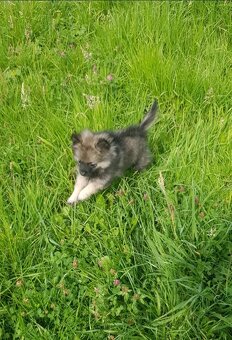 Pomeranian Špic - 3