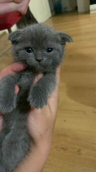 Skotská klapocha koťata - 3