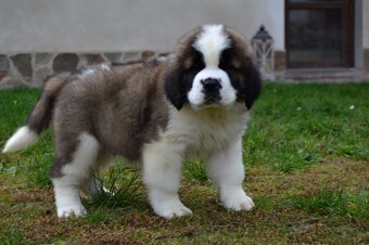 Svatobernardský pes - Bernardýn s PP - 3