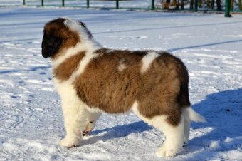 Svatobernardský pes - Bernardýn s PP - 3