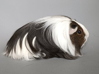 Dlouhosrsté morče - 3