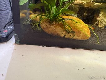 Prodám  Axolotla - Akvarium s vybavením - 3
