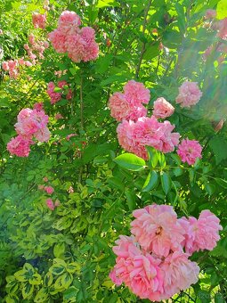 Růže růžová popínavá - 3