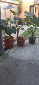 Kolokazie jedlá-Taro - 3