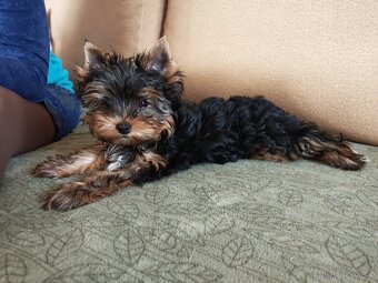 Jorkšírský teriér s PP - 3