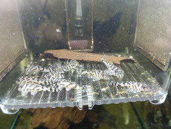 Hypancistrus L236 SW - 3