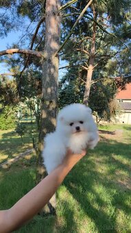 Bílá Pomeranian štěňata - 3