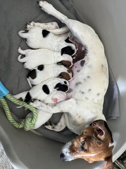 Jack Russell terier - 3