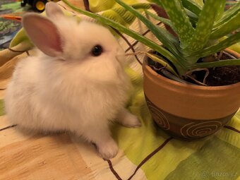 Prodám vymazlené zakrslé králíčky - 3