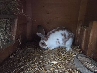 Samci/Samice Králíka - 3